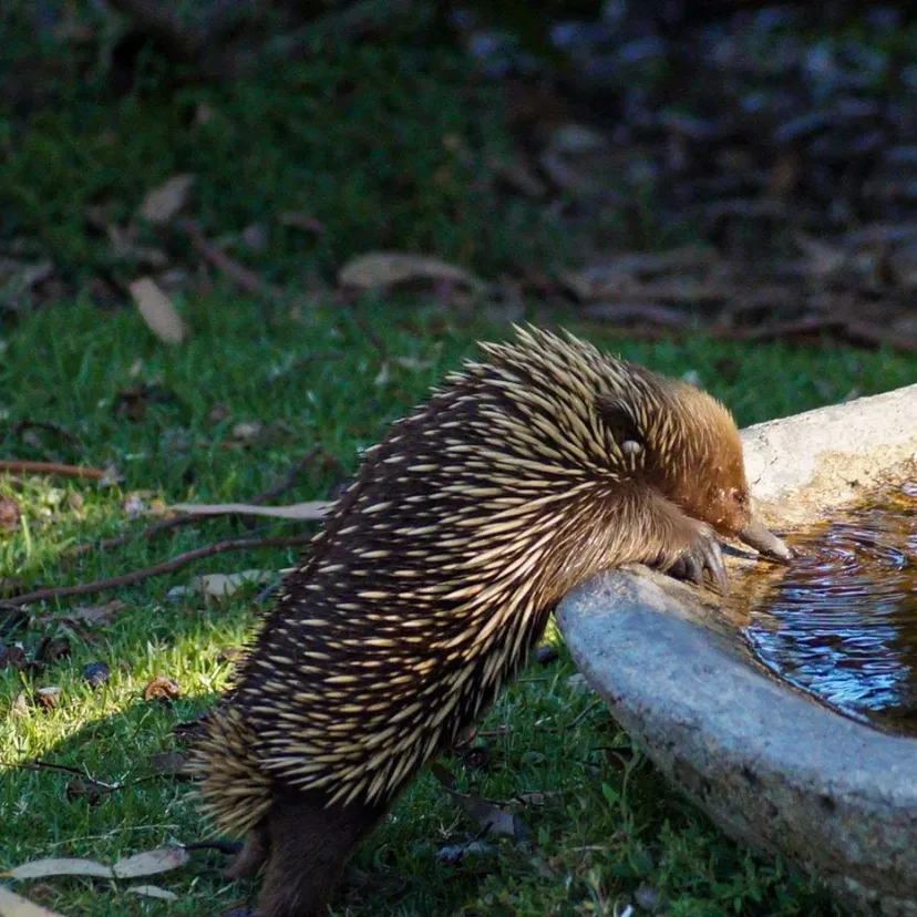 An echidna drinking from a shallow water bowl