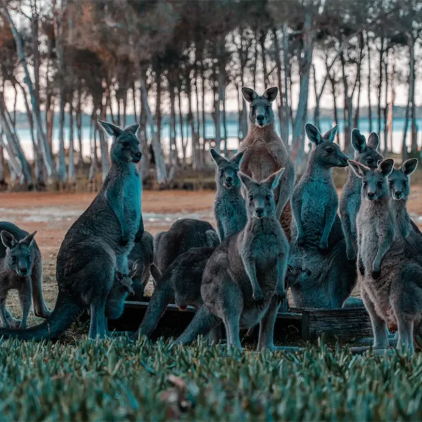 A mob of kangaroos standing in a paddock beside the lake