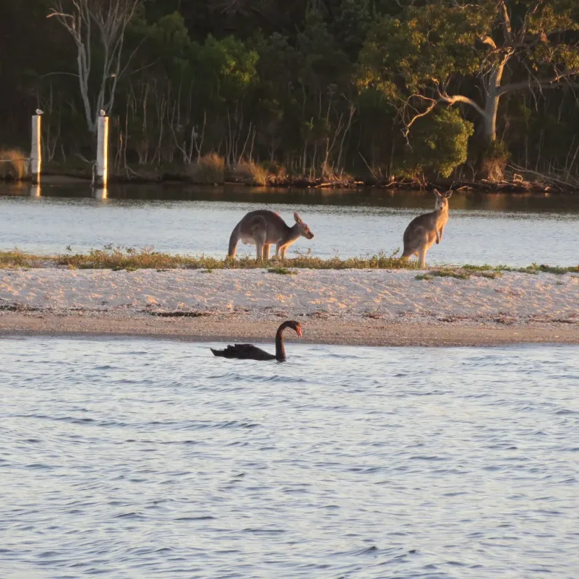 Kangaroos on the lake beach at Eagle Point with a black swan swimming past