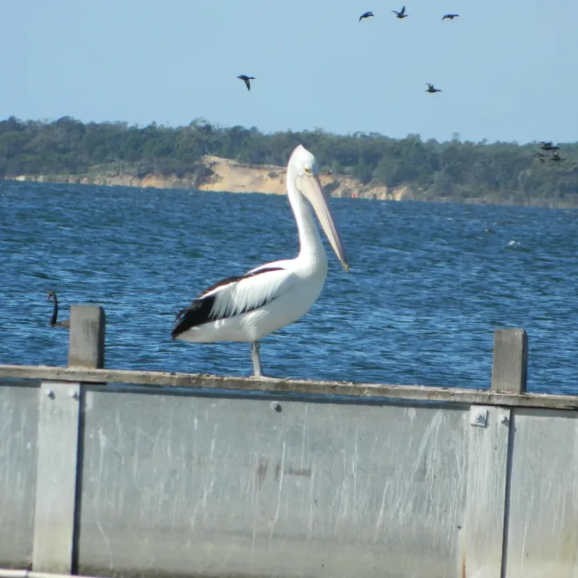 A pelican perched on a timber jetty rail above the blue lake