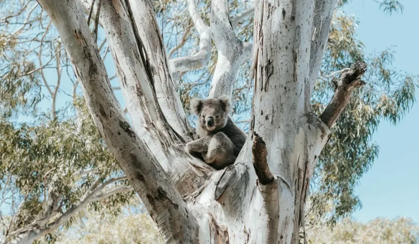 A koala resting in the fork of a gum tree on Raymond Island